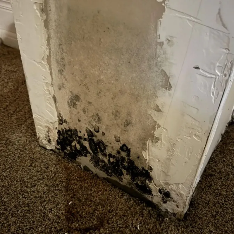 Professional Mold Removal in New Hanover County, NC